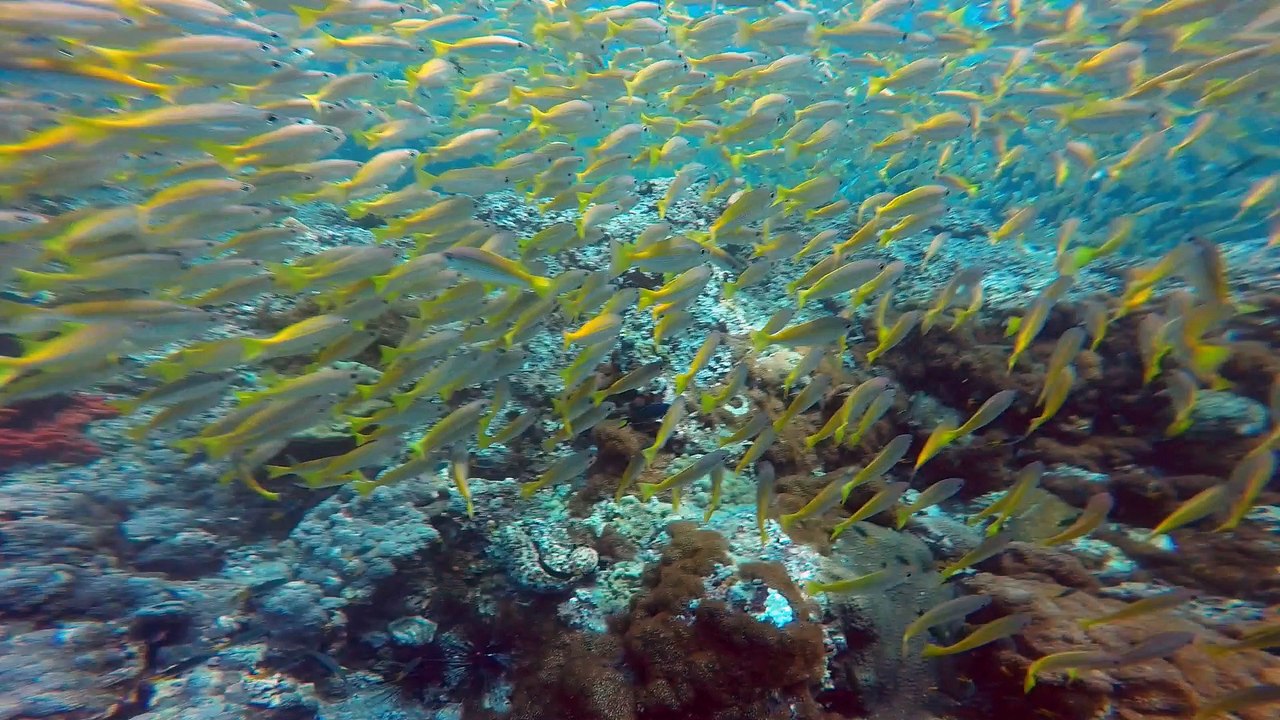 Diving in Thailand 2016