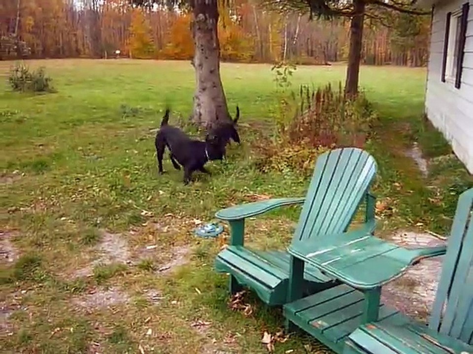 Labrador vs Berger Allemand