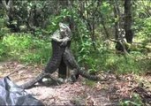 Two Lizards Do Battle in Australian Bush