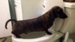 Ce chien est très très propre : pipi dans les toilettes
