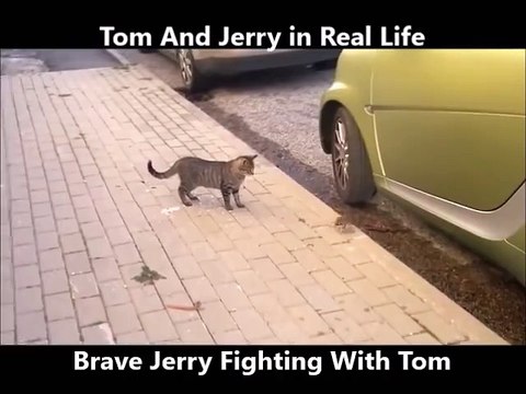 Chat VS Souris : Tom et jerry dans la vraie vie