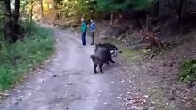 sanglier contre berger allemand