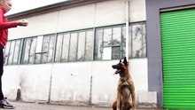 Rottweiler Vs Berger Belge Malinois