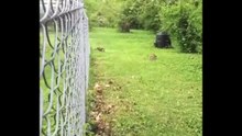 Cat vs Rabbit