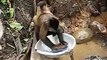 Funny And Amezing Video a worker monkey Very Funny And Amezing