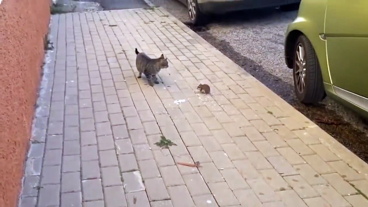 Cat vs ninja rat