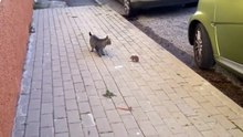 Cat vs ninja rat