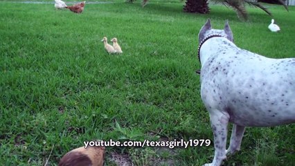 Pit bull vs rooster epic fight