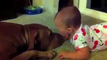 Pit Bulls best nanny dogs