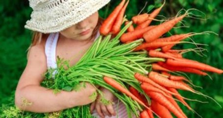 Konya Havuç Üretiminde Birinci Sırada