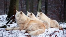Amazing Arctic Wolfpack Howls