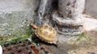 My little tortoise enjoying bath during the hot weather