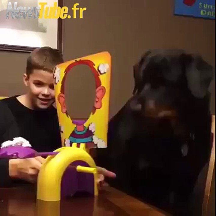 Les chiens adorent ça.