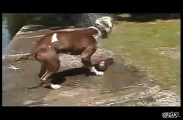 the most stupid dog ever