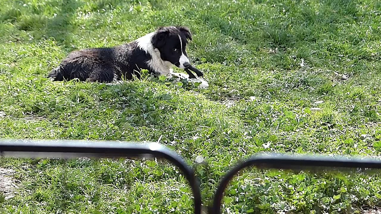 Mafalda's - Cachorros Jenny & Indi 20-03-16