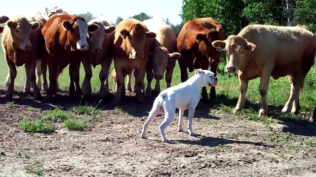 Little boxer dog vs cows