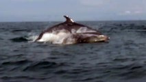 Des dauphins au large d'Hendaye