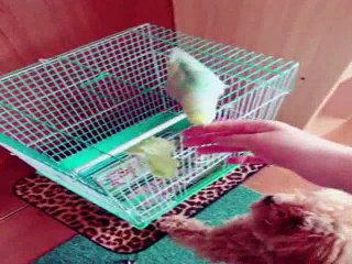 家族と755ビデオ