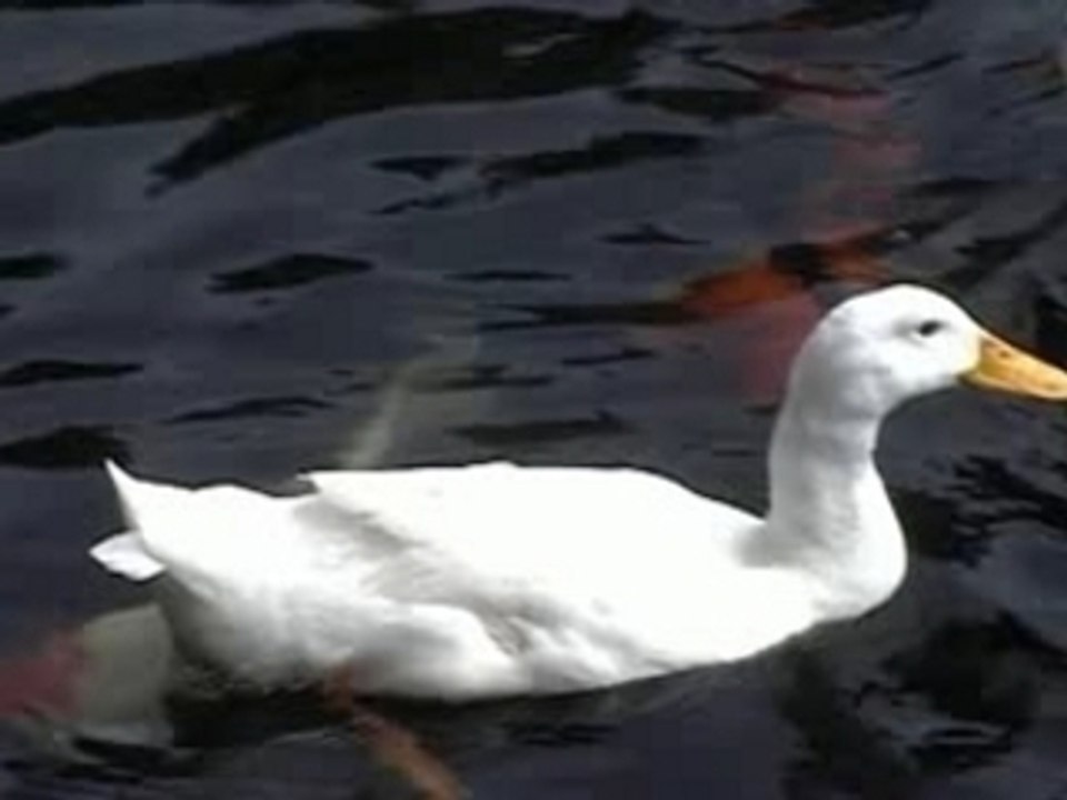 canards [no sound]