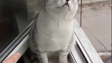 Crazy funny cat