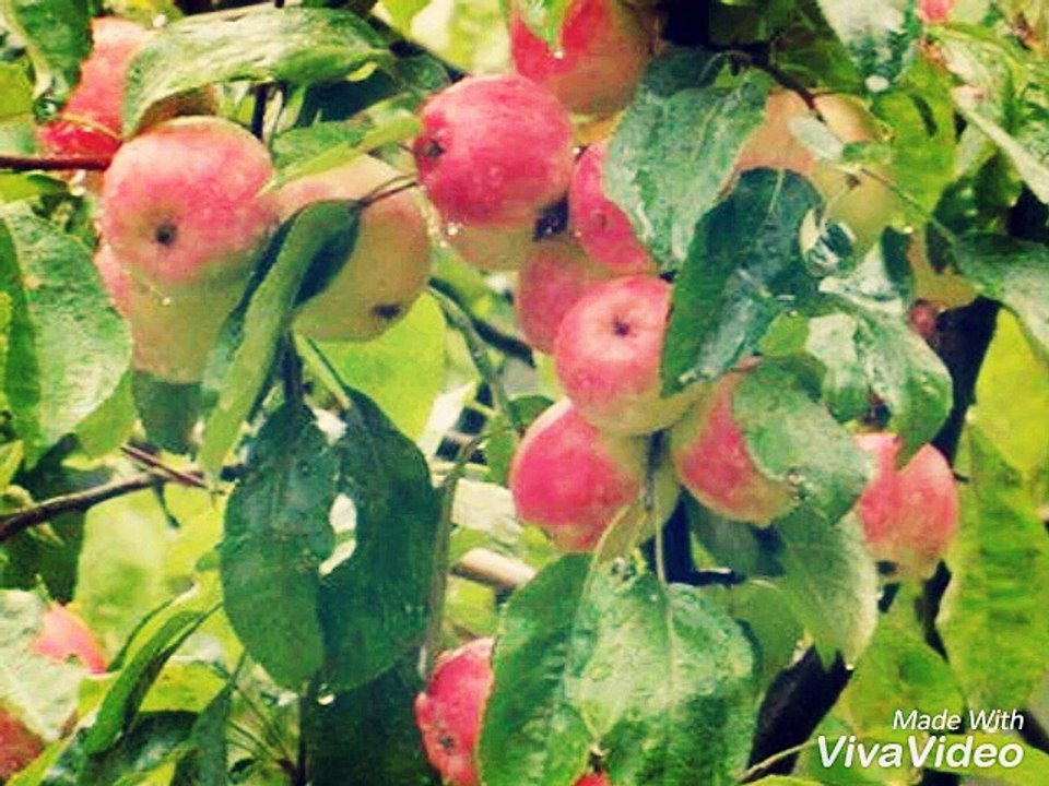 Photos Collection From My Village Chanjath