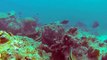 Coral Bleaching Along Great Barrier Reef Elevated To Highest Response Level