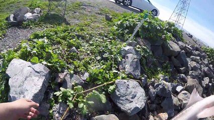 Sturgeon fishing CA Delta 2016 Ep1.