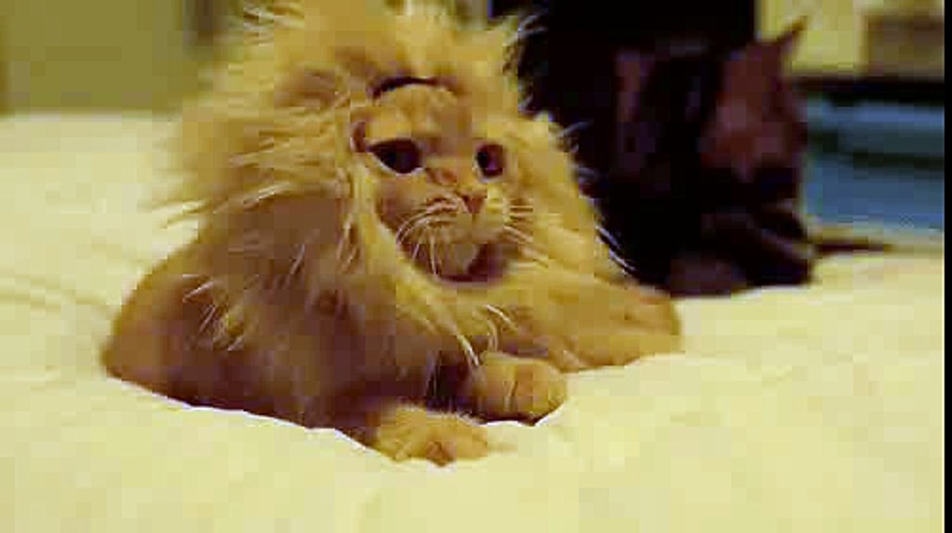 Aslana Benzeyen Kedi Komik Kedi Videolari Video Dailymotion