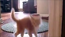 Funny Cat & Cute Kittens Fail Animals Videos Best Funny Kitty Cat Video № 26 | Morsomme Ka