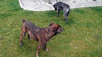 Cão Fila de São Miguel / Сен Мигельская Овчарка