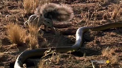 Mongoose Vs. Cobra - Fight