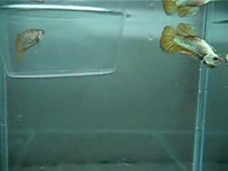 BETTA HM Yellow Dragon