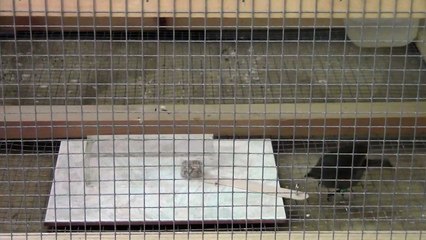 Prueba de inteligencia de pájaros urbanos y de campo