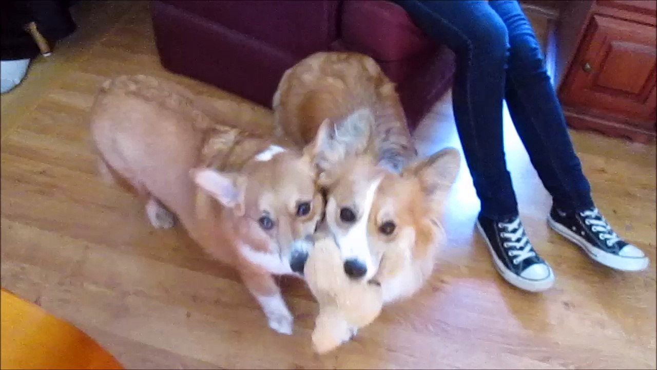 Watson and Gigi Play Tug-A-War