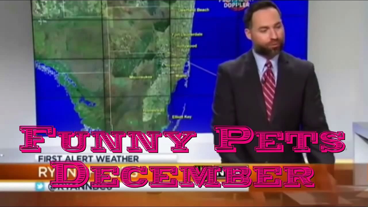 Funny Pet Compilation December 2014