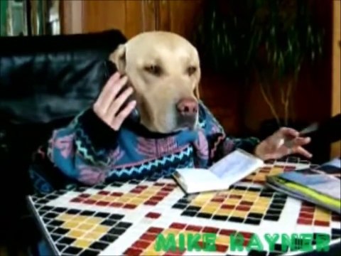 Funny, Clever Cats, Best Pets Compilation, Dog Tricks, Cat & Dogs, Pet Animals Agility