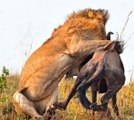Lion vs Wildebeest - Lion Attack Wildebeest Fight to Death  BRUTAL Fighting