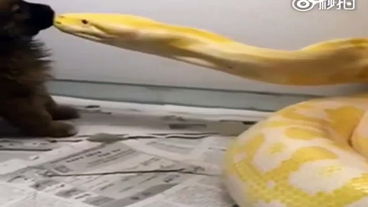 Shocking moment a gold Python swallows a live puppy in China