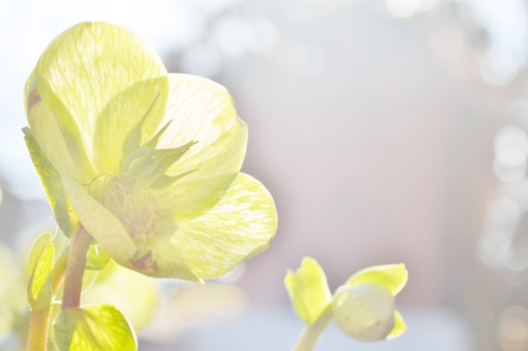 Bruxelles/Brussels/Brüssel: a moment for reflection. The Christmas Rose a symbol for hope!