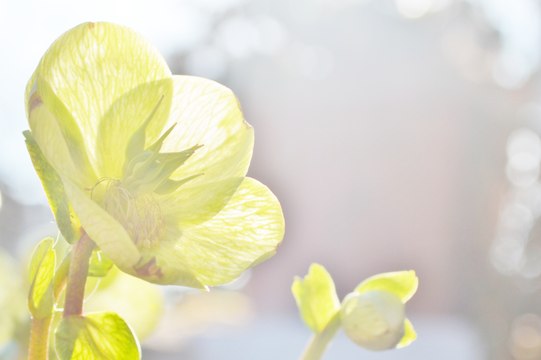 Bruxelles/Brussels/Brüssel: a moment for reflection. The Christmas Rose a symbol for hope!