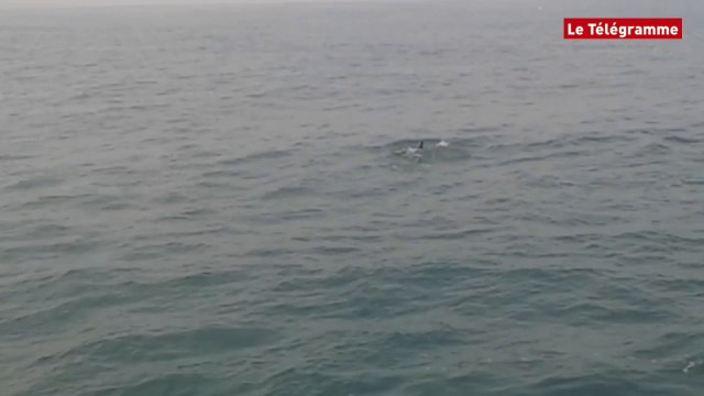 Baie de Morlaix. Route pêche en compagnie des dauphins