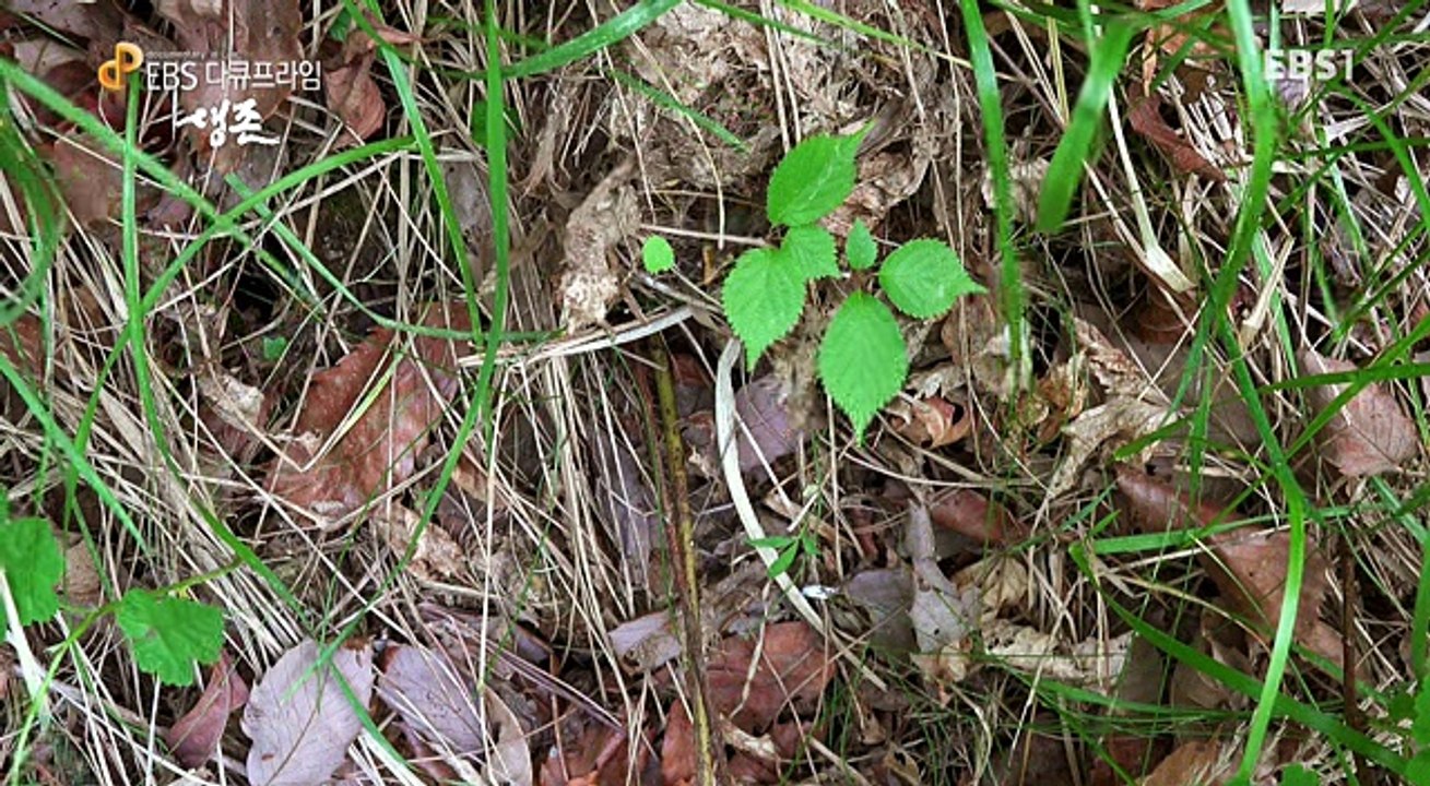 EBS 다큐 프라임.160322