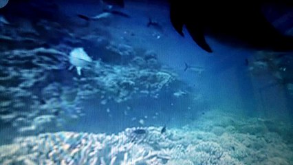 KEINDAHAN ALAM LAUT  EPS : 1