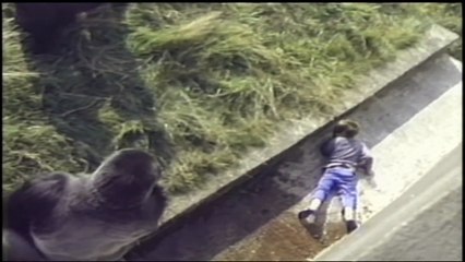 What This Gorilla Did When A Child Fell Into Its Enclosure, Will Touch You!