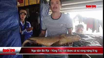 Ngư dân Bà Rịa- Vũng Tàu bắt được cá sủ vàng nặng 9 kg