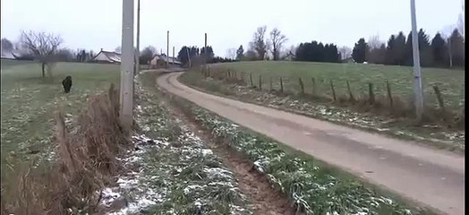 Ponies chase away wild boar