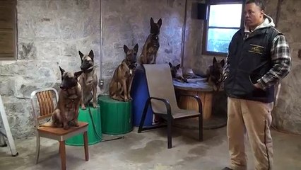 7 Belgian Malinois protect owner !