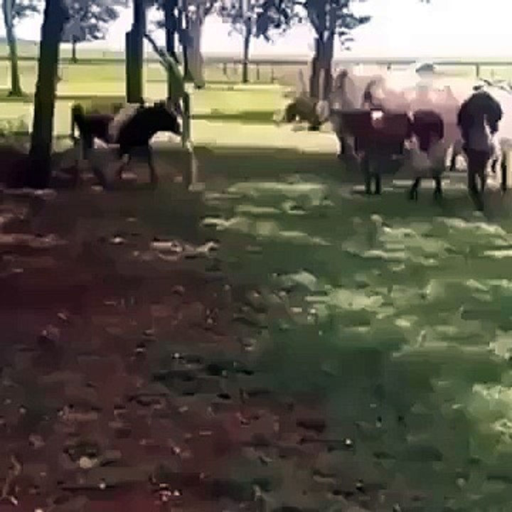 You will not believe power of this goat-must watch this video