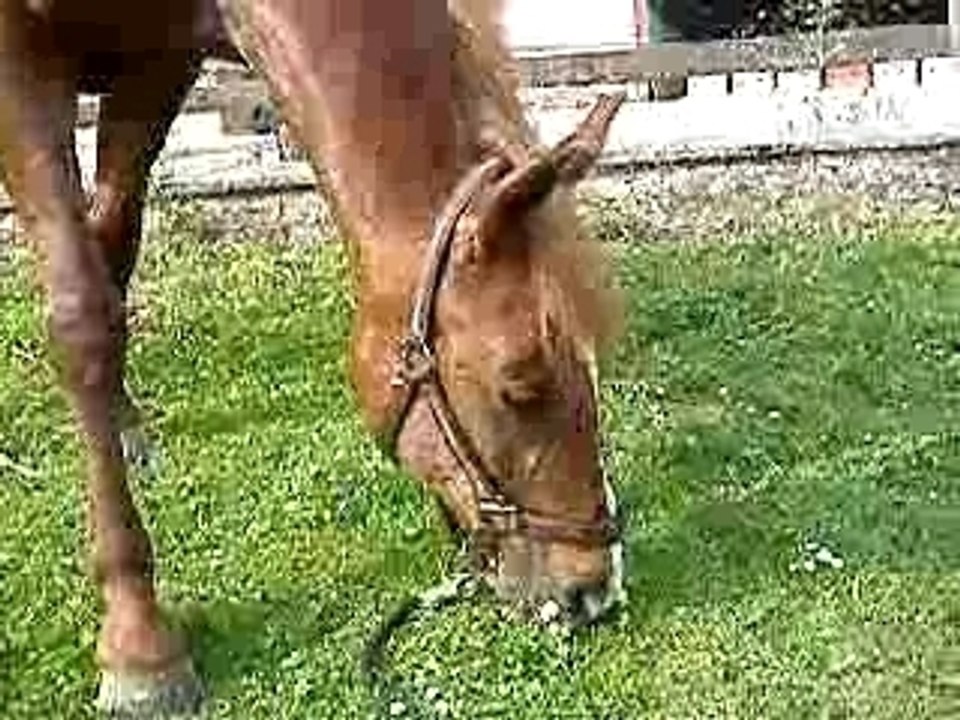 Lorelei en plein brouting ...