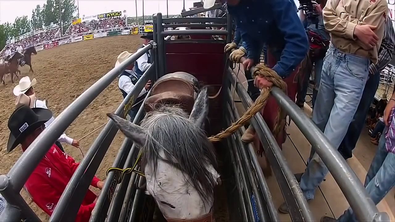 Wildlife animals documentary - The Wild West Nat Geo WILD - Discovery channel - Animal pla